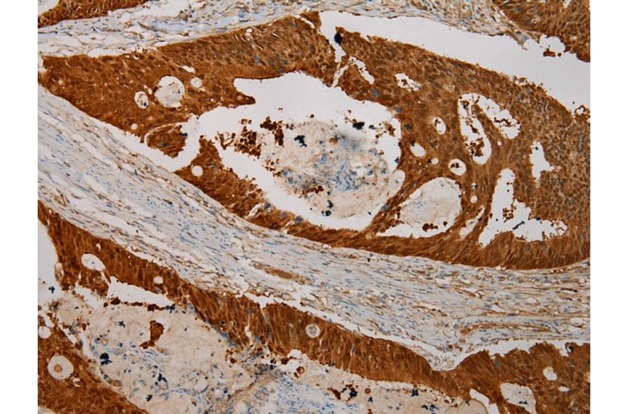 Immunohistochemistry - CMPK1 Antibody from Signalway Antibody (43070) - Antibodies.com