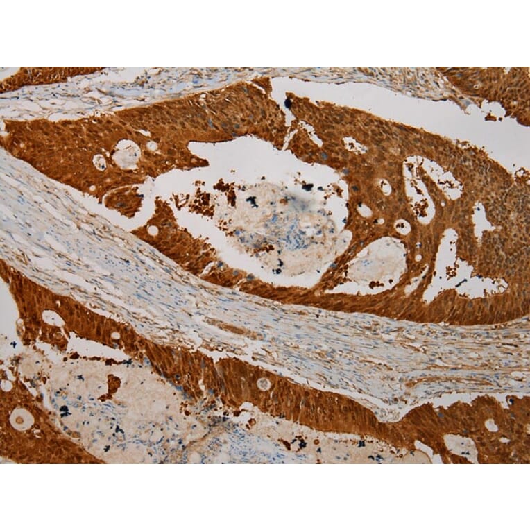 Immunohistochemistry - CMPK1 Antibody from Signalway Antibody (43070) - Antibodies.com