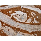 Immunohistochemistry - CMPK1 Antibody from Signalway Antibody (43070) - Antibodies.com