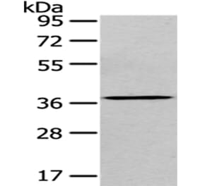 EIF3I Antibody from Signalway Antibody (43074) - Antibodies.com