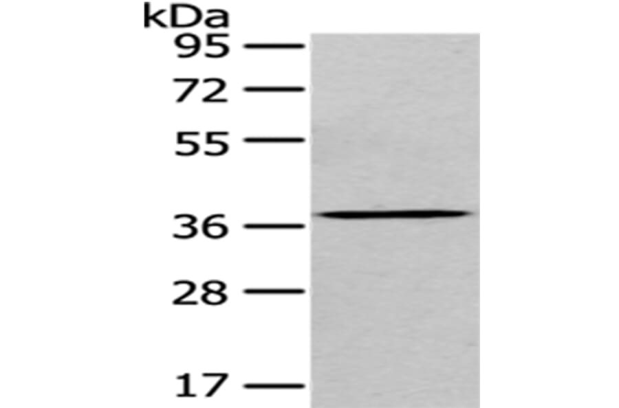 EIF3I Antibody from Signalway Antibody (43074) - Antibodies.com