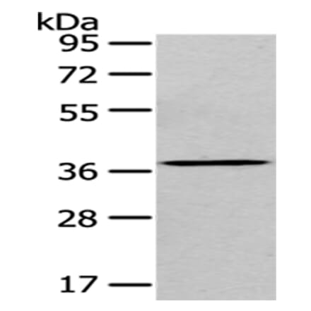 EIF3I Antibody from Signalway Antibody (43074) - Antibodies.com