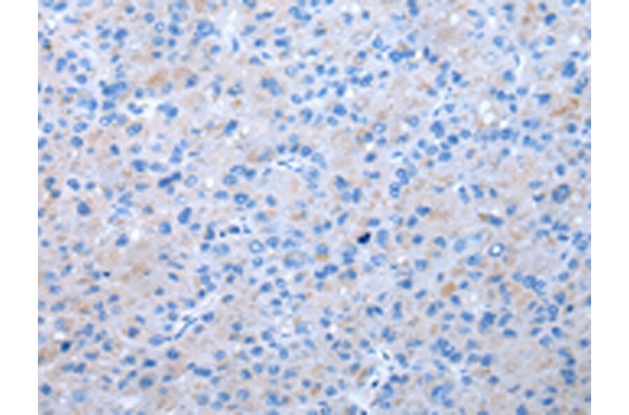 Immunohistochemistry - EIF3I Antibody from Signalway Antibody (43074) - Antibodies.com
