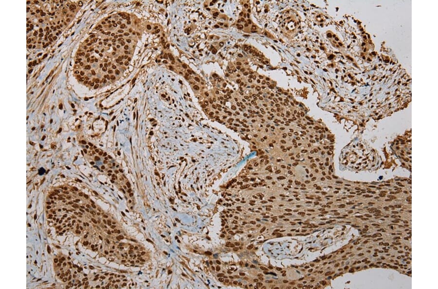 Immunohistochemistry - PUF60 Antibody from Signalway Antibody (43085) - Antibodies.com