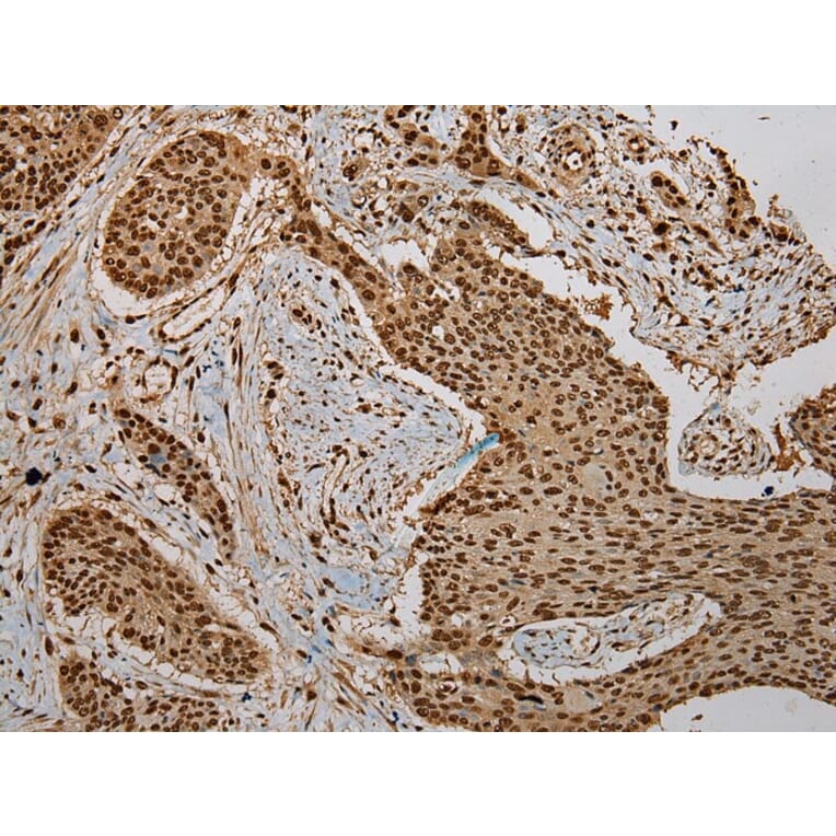 Immunohistochemistry - PUF60 Antibody from Signalway Antibody (43085) - Antibodies.com