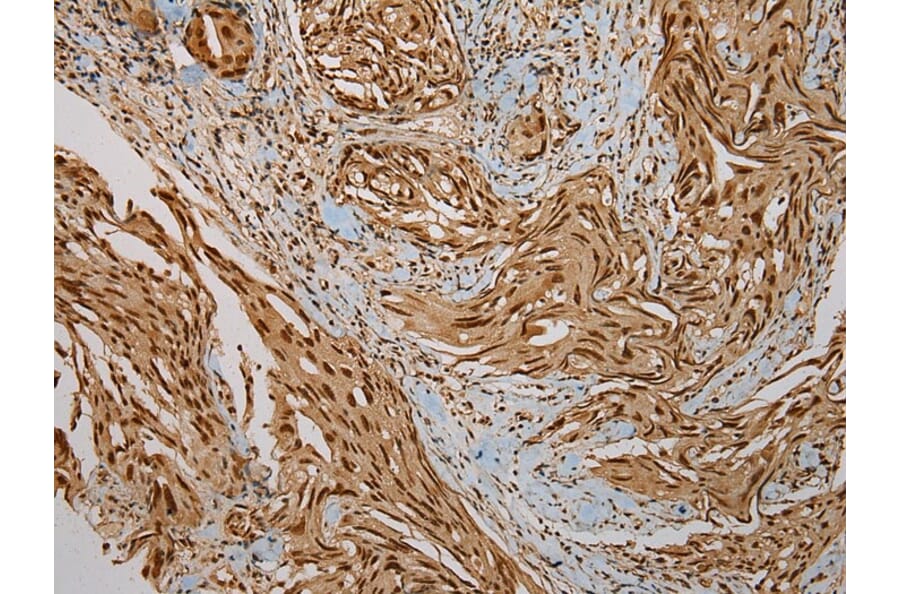 Immunohistochemistry - PUF60 Antibody from Signalway Antibody (43085) - Antibodies.com