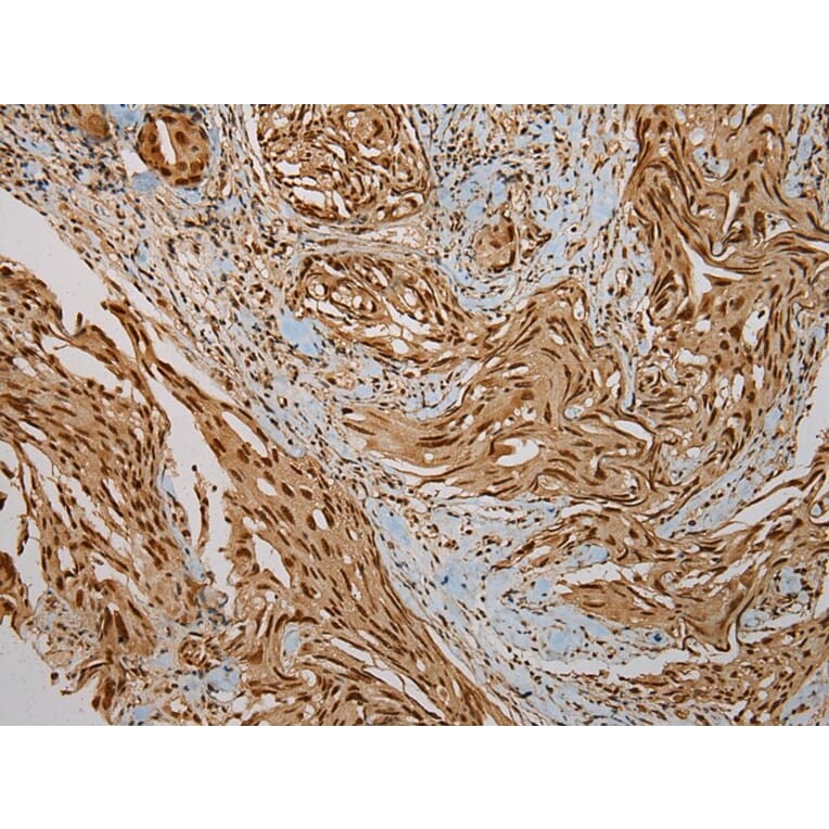 Immunohistochemistry - PUF60 Antibody from Signalway Antibody (43085) - Antibodies.com