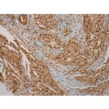 Immunohistochemistry - PUF60 Antibody from Signalway Antibody (43085) - Antibodies.com