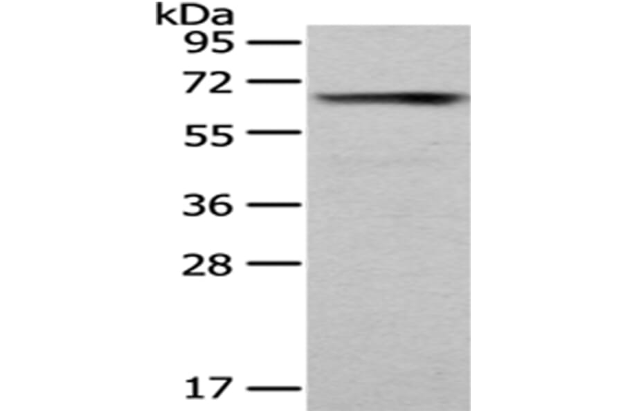 PUF60 Antibody from Signalway Antibody (43085) - Antibodies.com