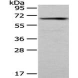 PUF60 Antibody from Signalway Antibody (43085) - Antibodies.com