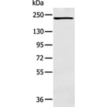 NCOR2 Antibody from Signalway Antibody (43109) - Antibodies.com