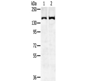 SENP6 Antibody from Signalway Antibody (43143) - Antibodies.com