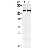 SENP6 Antibody from Signalway Antibody (43143) - Antibodies.com