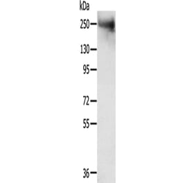 TACC2 Antibody from Signalway Antibody (43154) - Antibodies.com