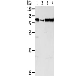 TAF15 Antibody from Signalway Antibody (43155) - Antibodies.com