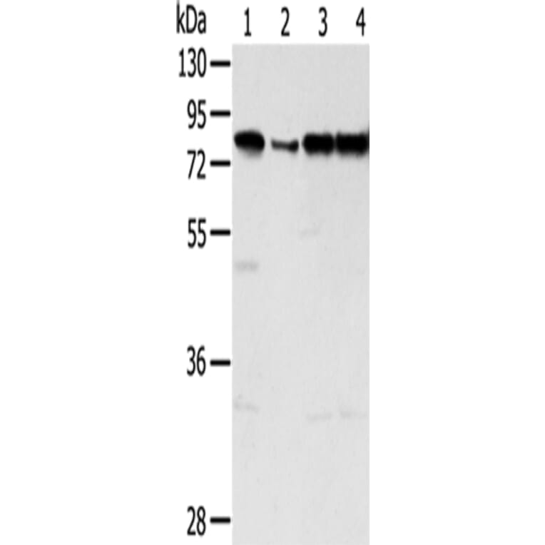 TAF15 Antibody from Signalway Antibody (43155) - Antibodies.com