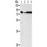 TAF15 Antibody from Signalway Antibody (43155) - Antibodies.com