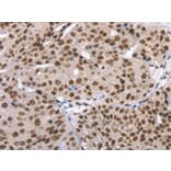 Immunohistochemistry - TAF15 Antibody from Signalway Antibody (43155) - Antibodies.com