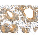 Immunohistochemistry - UBTD1 Antibody from Signalway Antibody (43174) - Antibodies.com