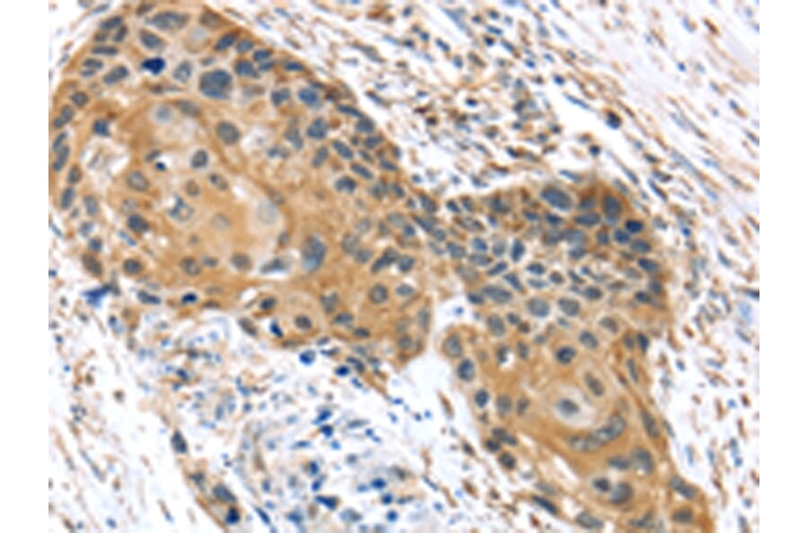 Immunohistochemistry - UBTD1 Antibody from Signalway Antibody (43174) - Antibodies.com
