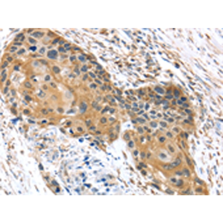 Immunohistochemistry - UBTD1 Antibody from Signalway Antibody (43174) - Antibodies.com