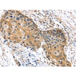 Immunohistochemistry - UBTD1 Antibody from Signalway Antibody (43174) - Antibodies.com