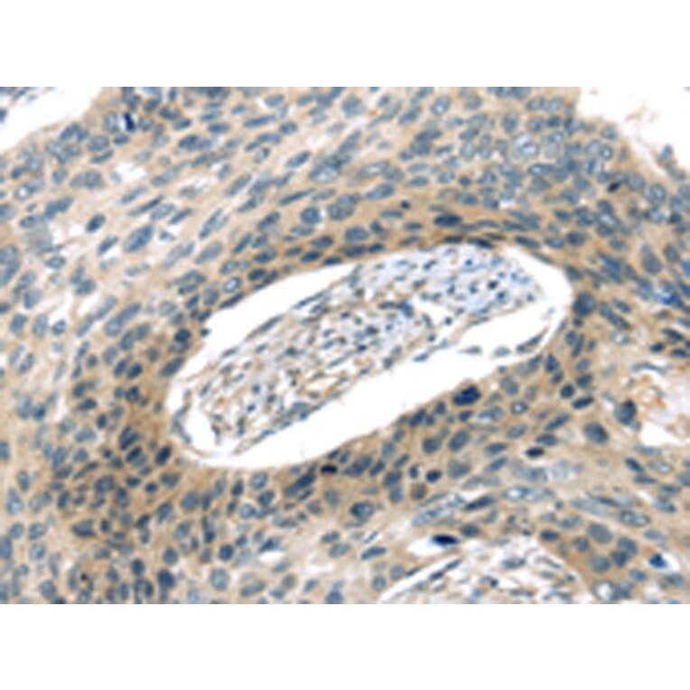 Immunohistochemistry - VAMP2 Antibody from Signalway Antibody (43179) - Antibodies.com