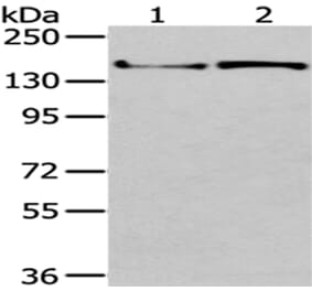 WNK3 Antibody from Signalway Antibody (43190) - Antibodies.com