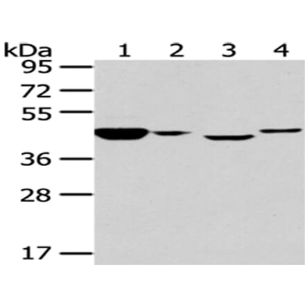 CHGA Antibody from Signalway Antibody (43191) - Antibodies.com