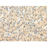 Immunohistochemistry - CHGA Antibody from Signalway Antibody (43191) - Antibodies.com