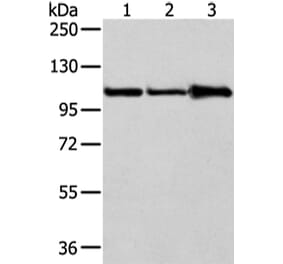 AP2A1 Antibody from Signalway Antibody (43215) - Antibodies.com