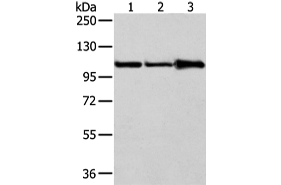 AP2A1 Antibody from Signalway Antibody (43215) - Antibodies.com