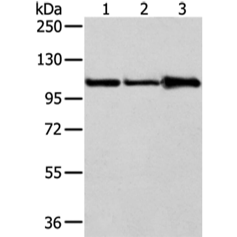 AP2A1 Antibody from Signalway Antibody (43215) - Antibodies.com