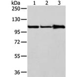AP2A1 Antibody from Signalway Antibody (43215) - Antibodies.com