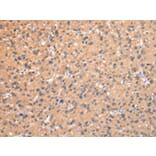 Immunohistochemistry - AP2A1 Antibody from Signalway Antibody (43215) - Antibodies.com