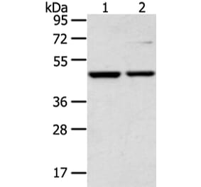 CTBP1 Antibody from Signalway Antibody (43242) - Antibodies.com