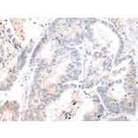 Immunohistochemistry - CALB2 Antibody from Signalway Antibody (43244) - Antibodies.com