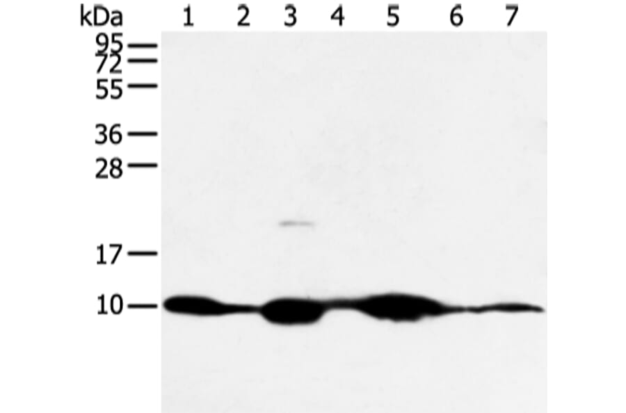COX7C Antibody from Signalway Antibody (43250) - Antibodies.com