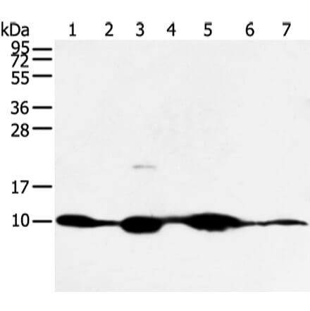 COX7C Antibody from Signalway Antibody (43250) - Antibodies.com