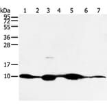 COX7C Antibody from Signalway Antibody (43250) - Antibodies.com
