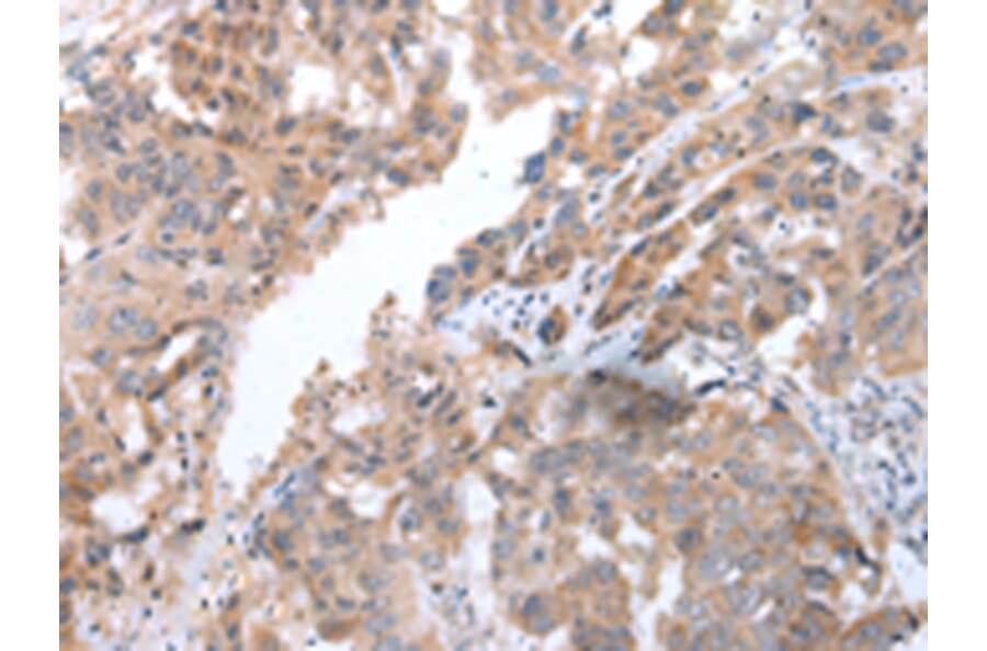 Immunohistochemistry - COX7C Antibody from Signalway Antibody (43250) - Antibodies.com