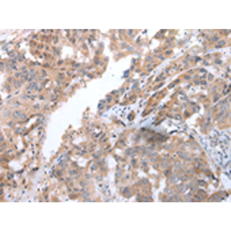 Immunohistochemistry - COX7C Antibody from Signalway Antibody (43250) - Antibodies.com