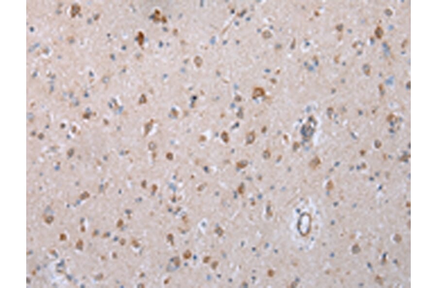 Immunohistochemistry - COX7C Antibody from Signalway Antibody (43250) - Antibodies.com