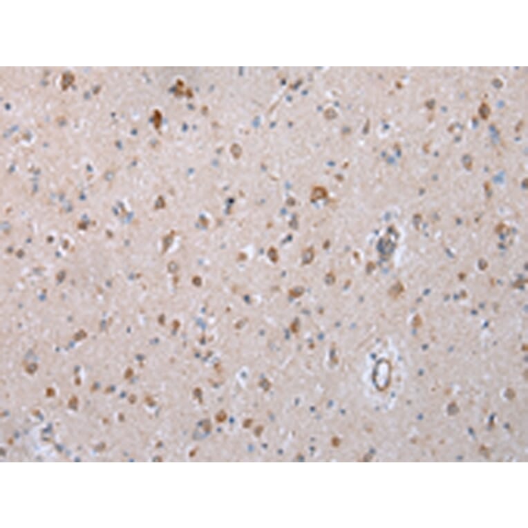 Immunohistochemistry - COX7C Antibody from Signalway Antibody (43250) - Antibodies.com