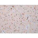 Immunohistochemistry - COX7C Antibody from Signalway Antibody (43250) - Antibodies.com