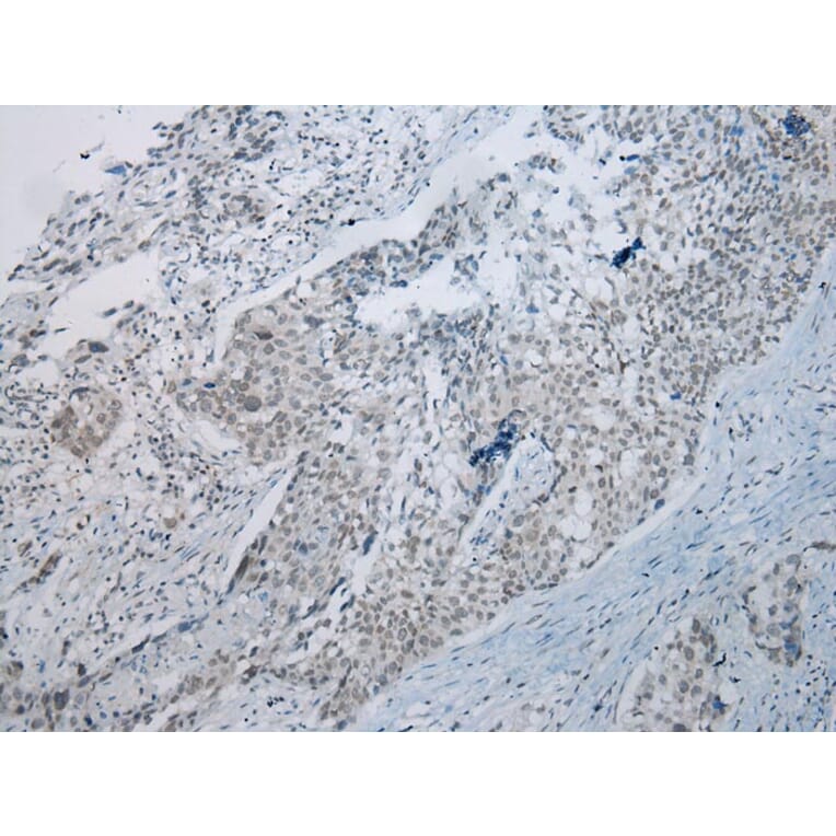 Immunohistochemistry - UBE2I Antibody from Signalway Antibody (43252) - Antibodies.com