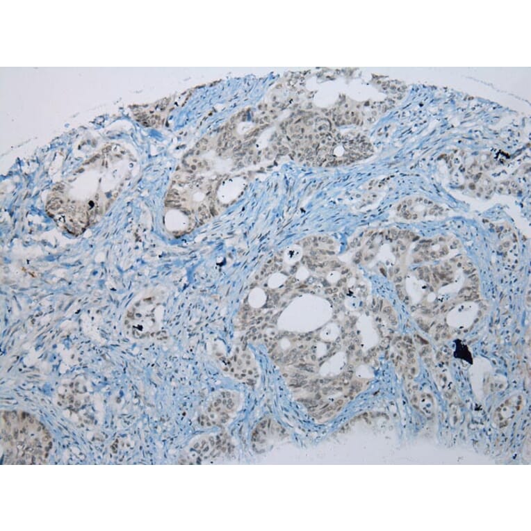 Immunohistochemistry - UBE2I Antibody from Signalway Antibody (43252) - Antibodies.com