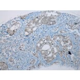 Immunohistochemistry - UBE2I Antibody from Signalway Antibody (43252) - Antibodies.com