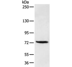 FOXP4 Antibody from Signalway Antibody (43272) - Antibodies.com