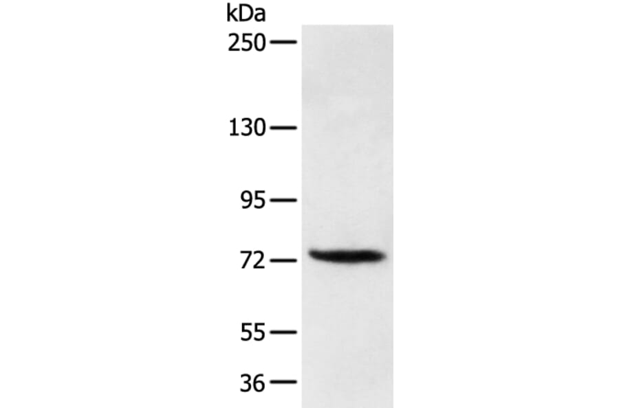 FOXP4 Antibody from Signalway Antibody (43272) - Antibodies.com
